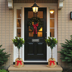 Holly Ilex Blue Maid Gift Wrapped Patio Tree Two Ilex Blue Maid standard trees wrapped in hessian with red ribbon bows, positioned on either side of a black front door decorated with a festive wreath. 6