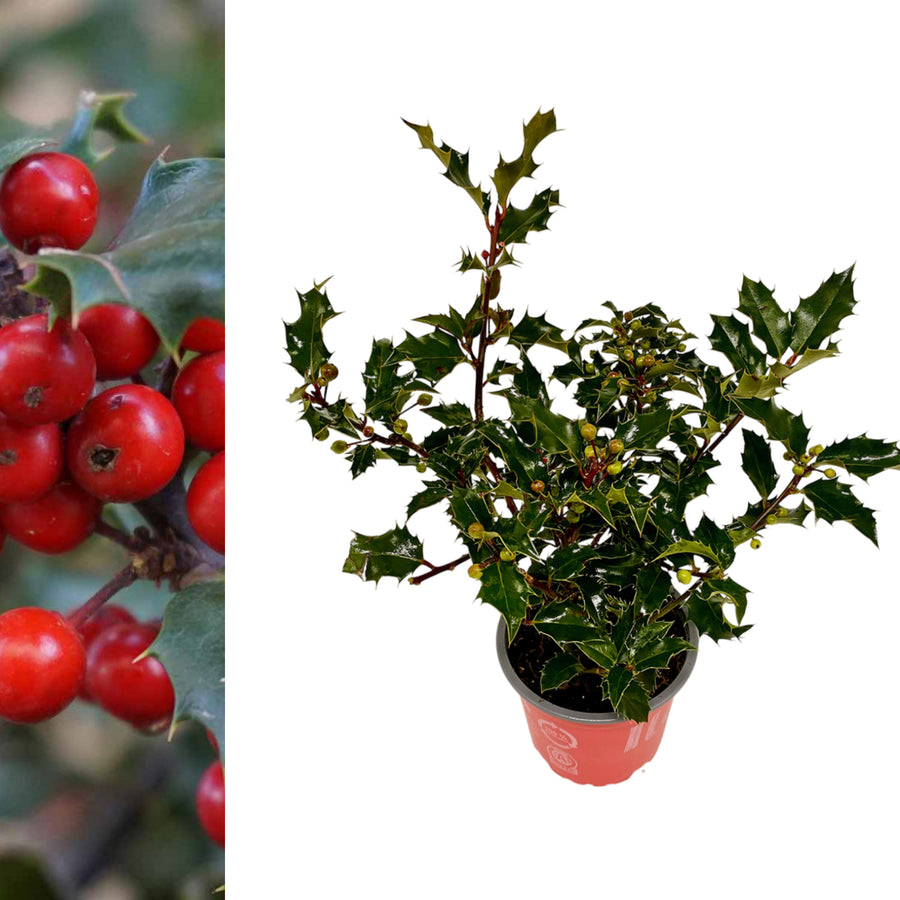 Ilex Aquifolium Lucifer ILEXLUCIFER-outdoor ilex holly evergreen plant-image1 2