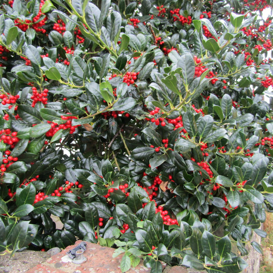 Ilex Aquifolium Lucifer ILEXLUCIFER-outdoor ilex holly evergreen plant-image2 3