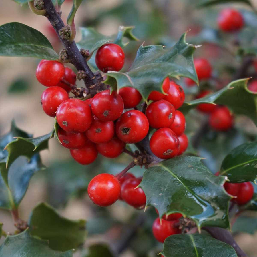Ilex Aquifolium Lucifer ILEXLUCIFER-outdoor ilex holly evergreen plant-image3 1