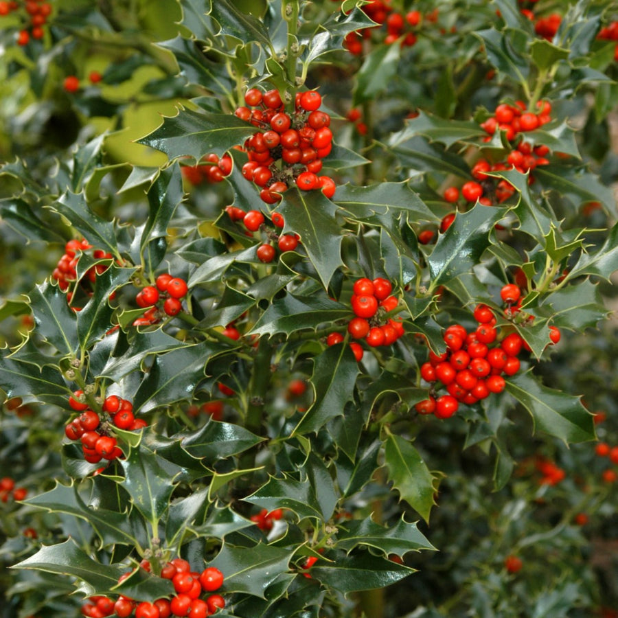 Ilex Aquifolium Lucifer ILEXLUCIFER-outdoor ilex holly evergreen plant-image4 4