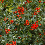 Holly Ilex Lucifer Plant Gift  3