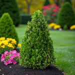 Ilex Crenata Pyramid Holy Bush Neatly pruned Ilex crenata pyramid shrub growing in a landscaped garden bed, surrounded by vibrant flowers and lush green grass, creating a tidy formal garden look. 2