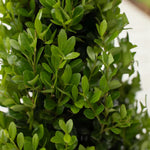 Ilex Crenata Pyramid Holy Bush Close-up of glossy green leaves of the Ilex crenata pyramid plant, showing small, oval foliage densely packed along woody stems. 3