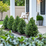 Ilex Crenata Pyramid Holy Bush A row of neatly trimmed Ilex crenata pyramid shrubs planted along a modern house front, adding structure and evergreen interest to the landscape. 4
