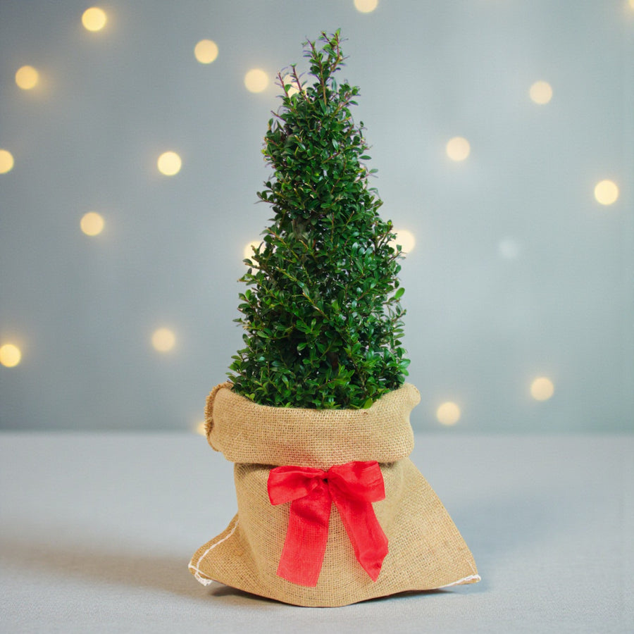 Ilex Crenata Pyramid Gift Wrapped Compact pyramid-shaped Ilex crenata plant wrapped in natural hessian fabric with a red ribbon bow, set against a softly lit festive background with warm fairy lights. 1