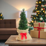 Ilex Crenata Pyramid Gift Wrapped Gift-wrapped Ilex crenata pyramid on a wooden table beside wrapped presents and a Christmas tree, creating a cosy festive scene. 4
