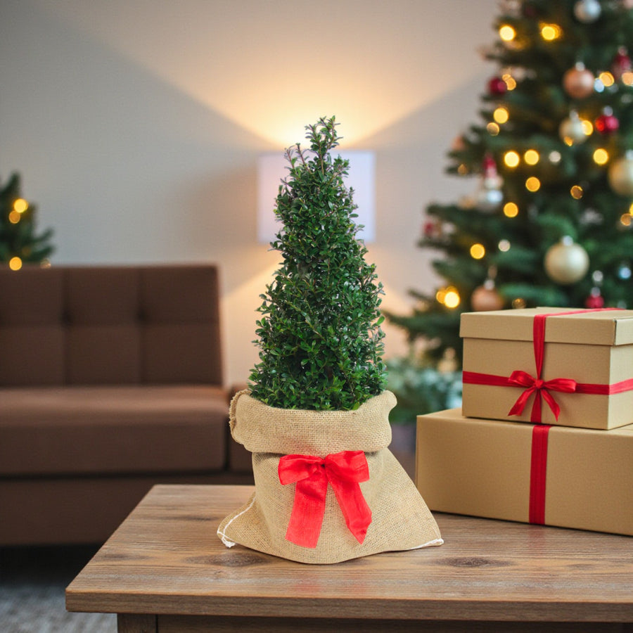 Ilex Crenata Pyramid Gift Wrapped Gift-wrapped Ilex crenata pyramid on a wooden table beside wrapped presents and a Christmas tree, creating a cosy festive scene. 4