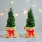 Ilex Crenata Pyramid Gift Wrapped Two small Ilex crenata pyramid plants wrapped in hessian fabric with red ribbon bows, placed side by side with string lights in the background. 2