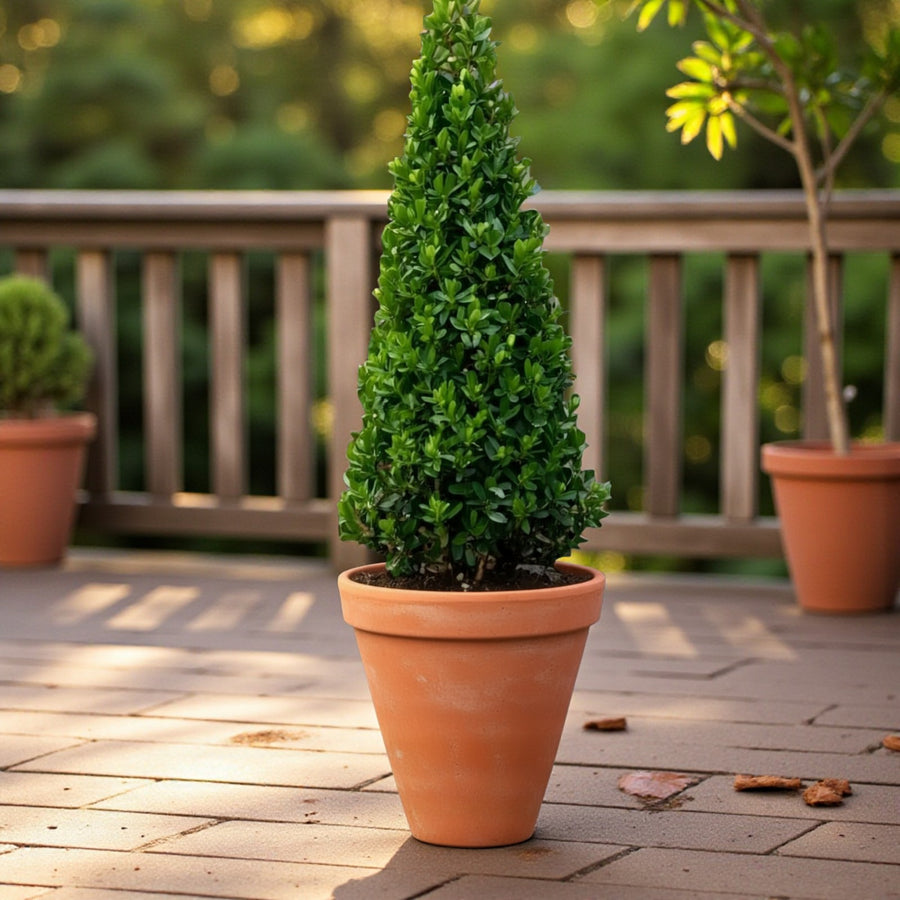 Ilex Crenata Pyramid Gift Wrapped Neatly shaped Ilex crenata pyramid in a terracotta pot placed on a wooden patio with soft sunlight and greenery in the background. 5