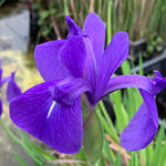 Iris Laevigata - Deep Purple Pond Iris  2
