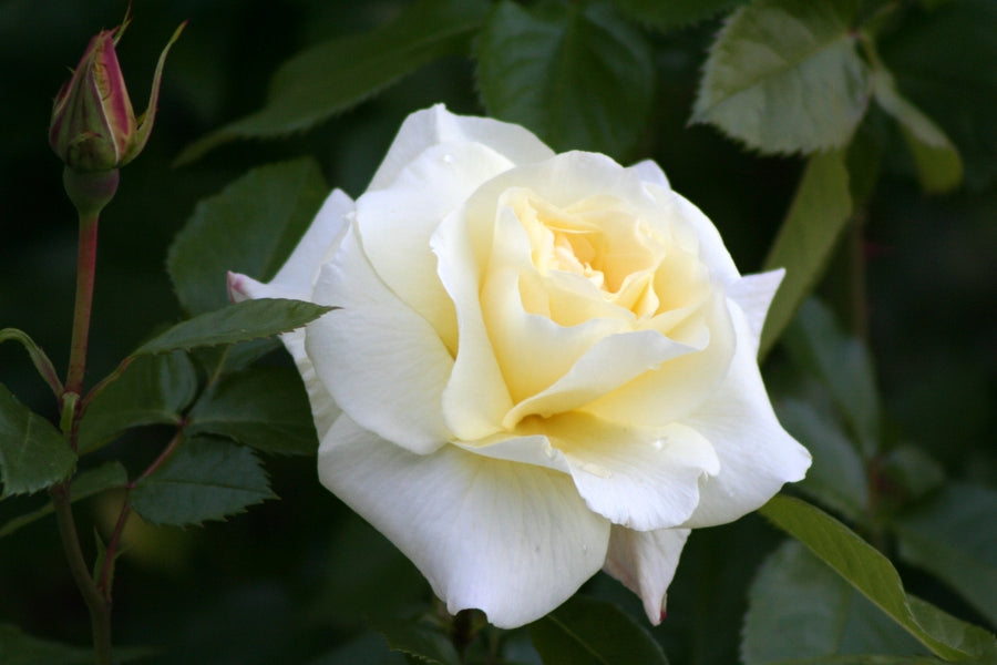 Peace and Unity Rose Bush Gift Wrapped Peace and Unity Rose Bush Gift Wrapped image3 3