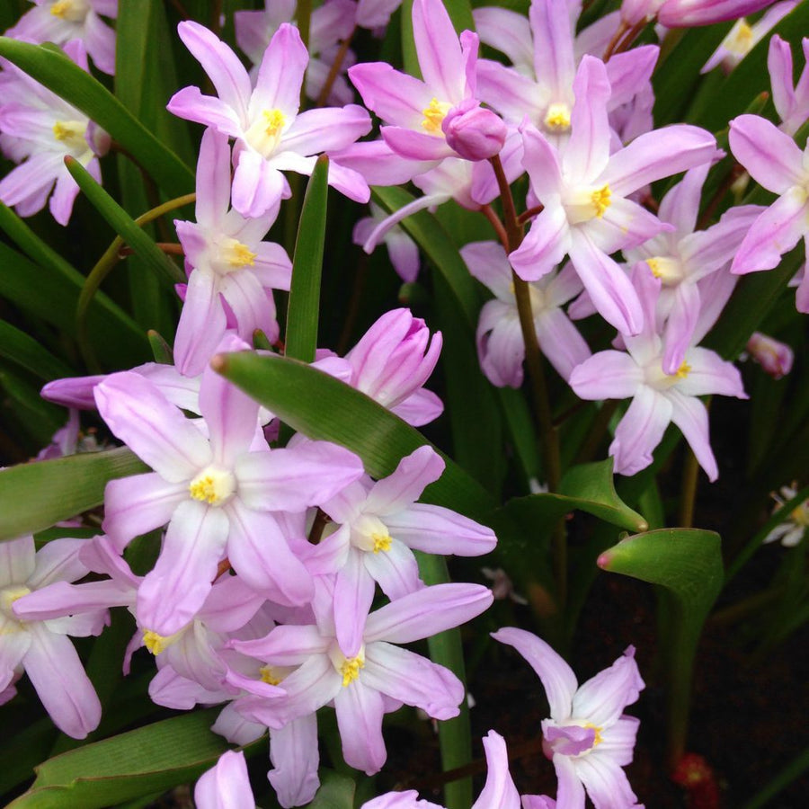 Chionodoxa Rosea - Glory of the Snow 3 x Chionodoxa Rosea - Glory of the Snow image2 1