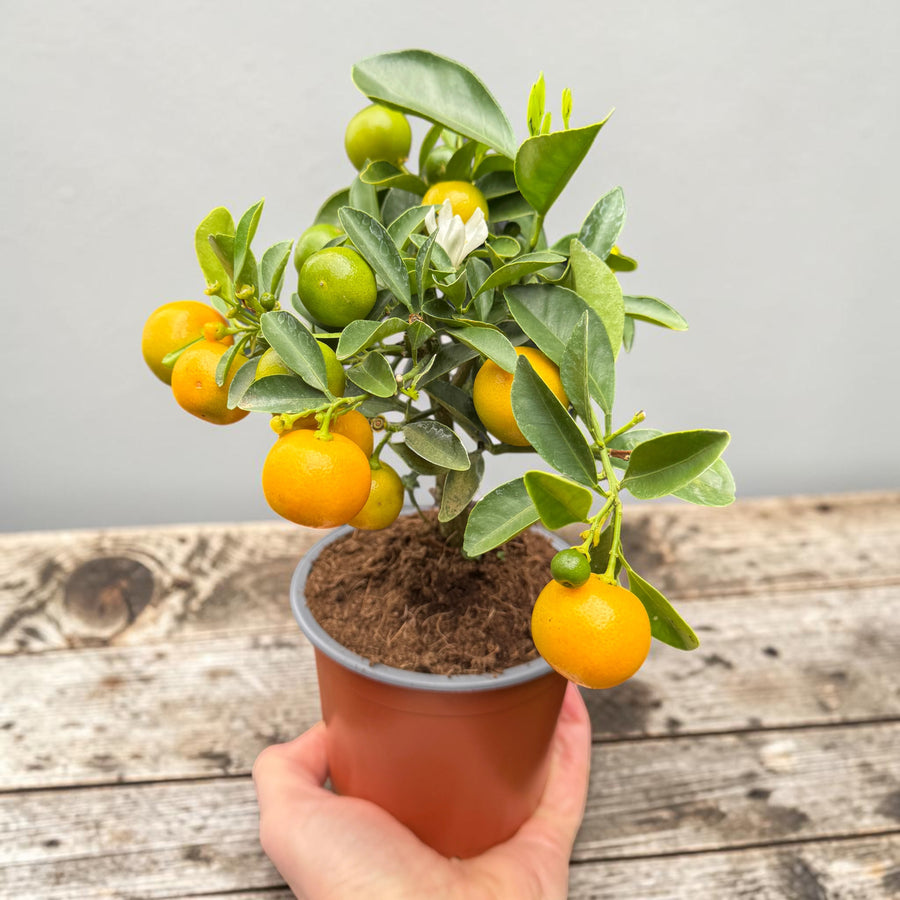 Citrus Tree Mix (Lemon & Calamondin)  1