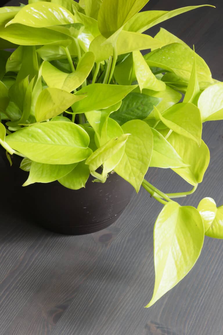 Epipremnum Pinnatum Golden Pothos Hanging Plant IMG_6459-1-1-768x1152 4