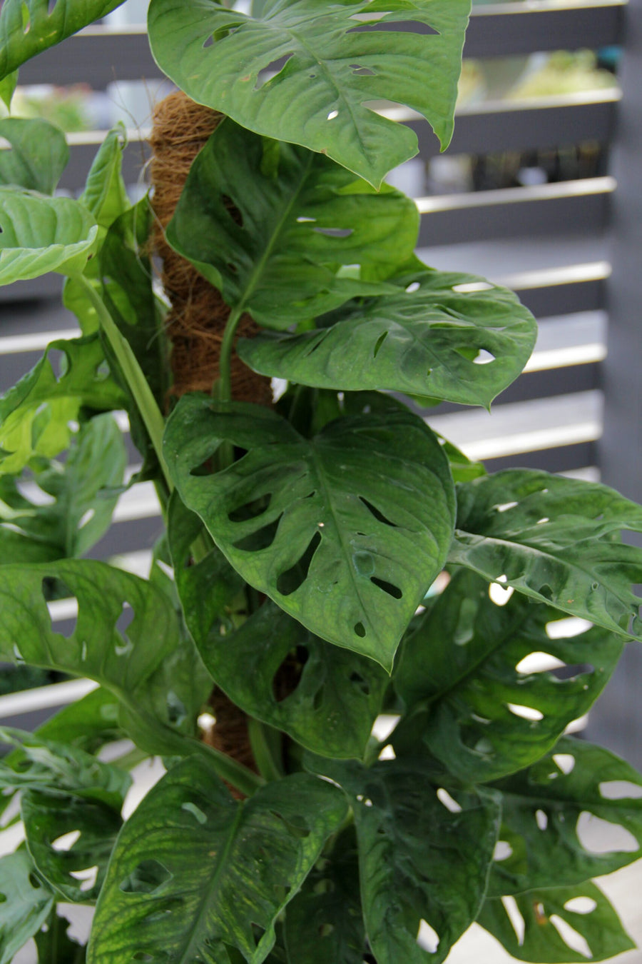 Monstera Monkey Leaf IMG_9245 5