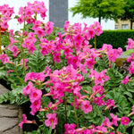 Incarvillea Delavayi I Jarig Bare Root  4