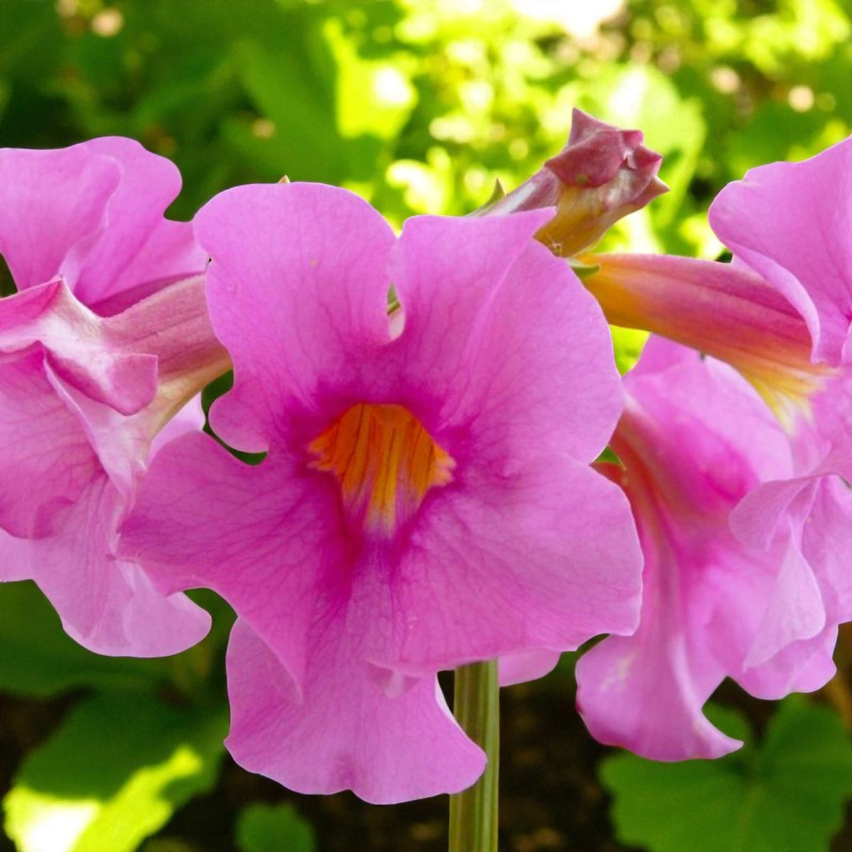 Incarvillea Delavayi I Jarig Bare Root  3