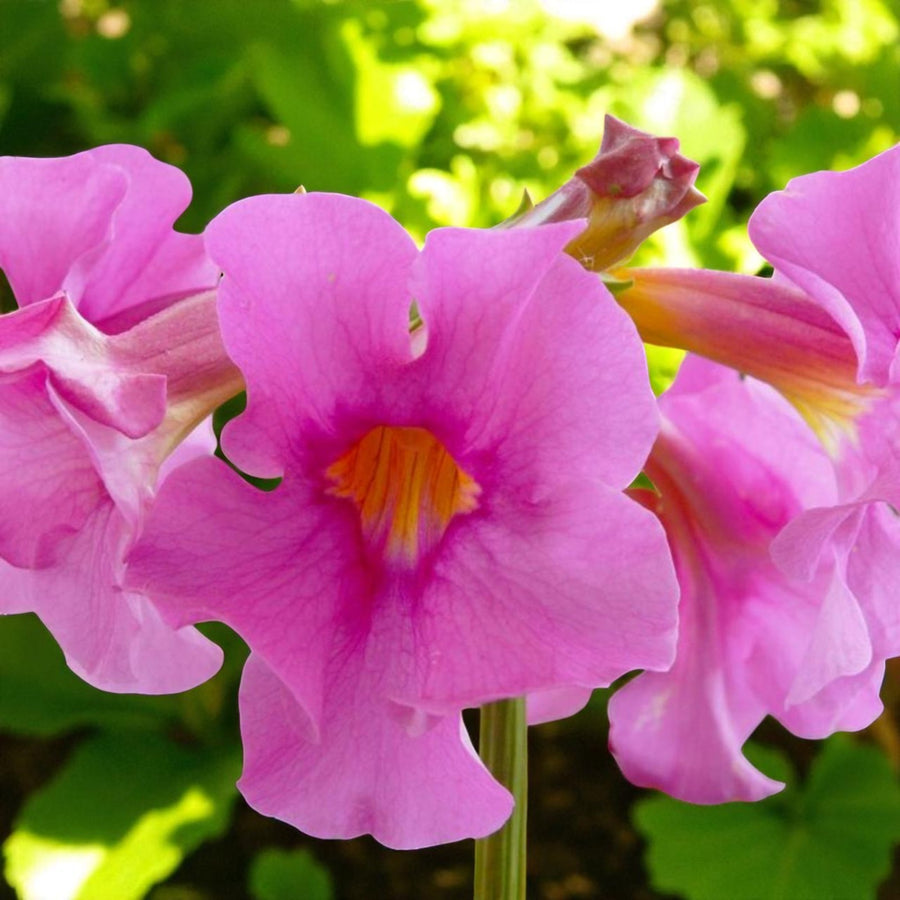 Incarvillea Delavayi I Jarig Bare Root  3