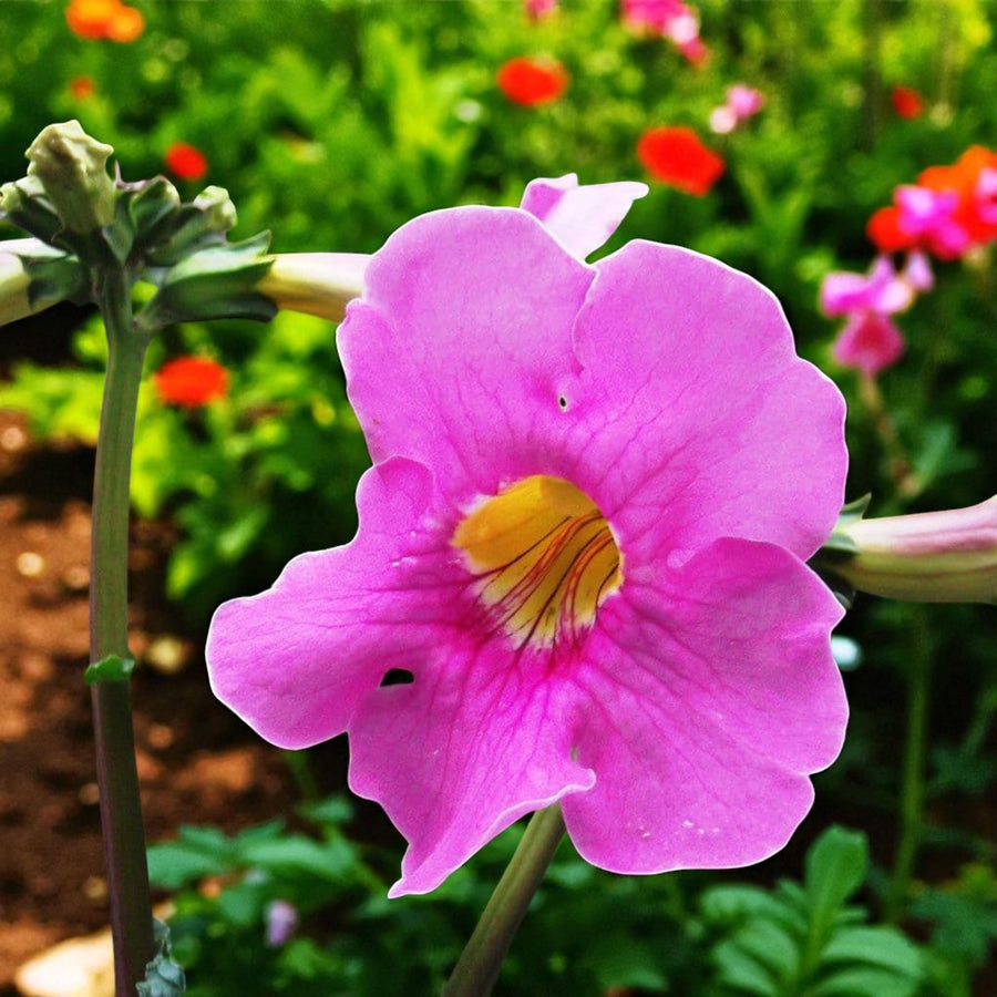 Incarvillea Delavayi I Jarig Bare Root  2