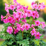 Incarvillea Delavayi I Jarig Bare Root  1