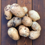 International Kidney Potato Tubers  4