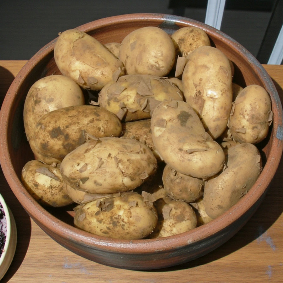 International Kidney Potato Tubers  3
