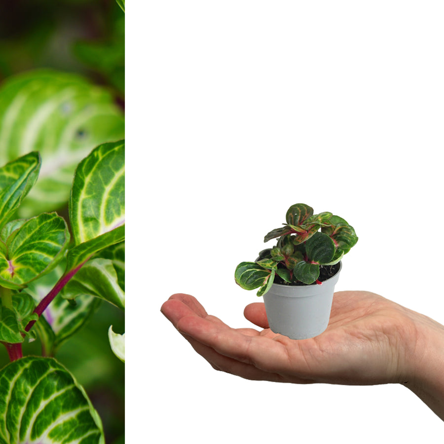 iresine plant indoors Iresine Bloodleaf Green Plant in 6cm Pot