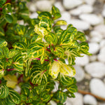 Iresine Bloodleaf 'Beefsteak' Plant  5