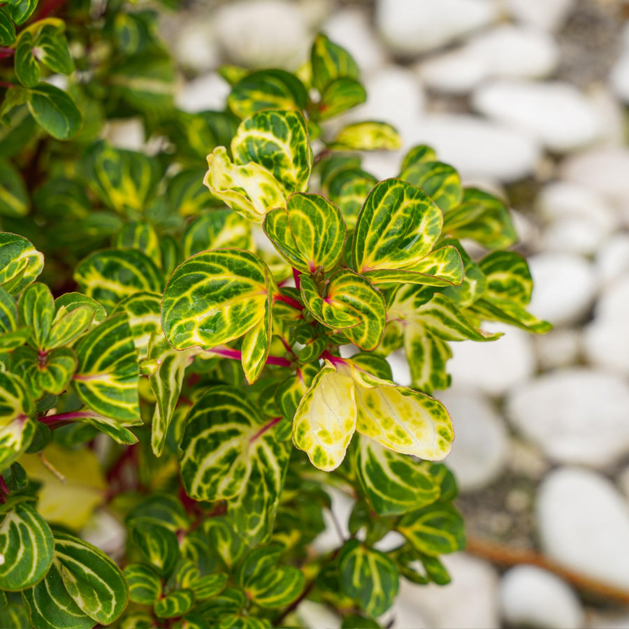 Iresine Bloodleaf 'Beefsteak' Plant  5