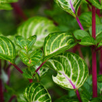 Iresine Bloodleaf 'Beefsteak' Plant  2