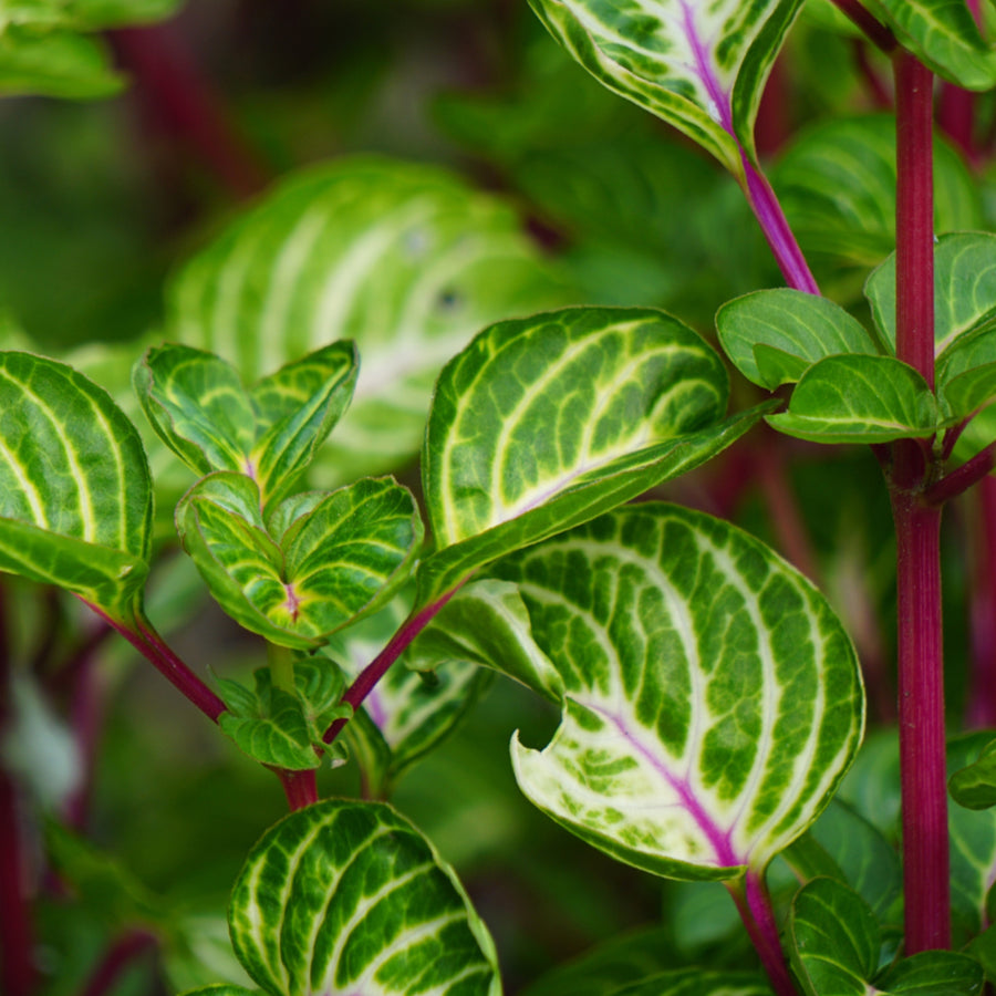 Iresine Bloodleaf 'Beefsteak' Plant  2