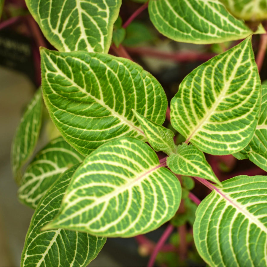 Iresine Bloodleaf 'Beefsteak' Plant  6