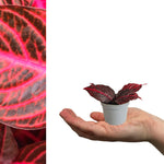 Iresine Bloodleaf Purple Plant in 6cm Plant iresine bloodleaf purple beefsteak mini Indoor in grey pot sitting on hand on white background 2