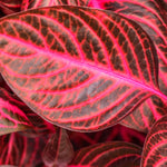 Iresine Bloodleaf Purple Plant in 6cm Plant close up of iresine bloodleaf purple beefsteak leaf 3