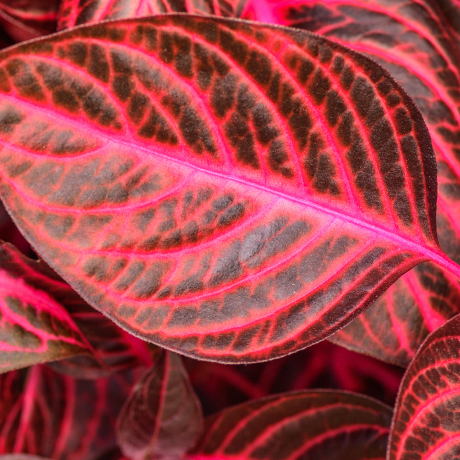 Iresine Bloodleaf Purple Plant in 6cm Plant close up of iresine bloodleaf purple beefsteak leaf 3