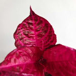 Iresine Bloodleaf Purple Plant in 6cm Plant close up of iresine bloodleaf purple beefsteak plant leaf 4