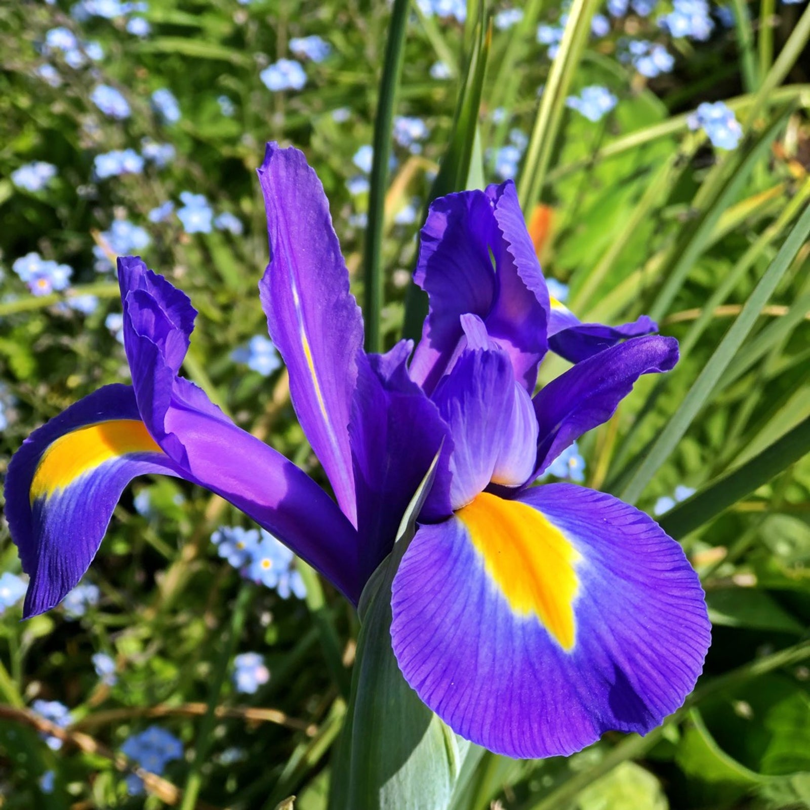 Iris Magic Bulbs