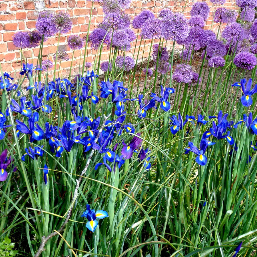 Iris Blue Magic Bulbs Iris Blue Magic Bulbs image3 3