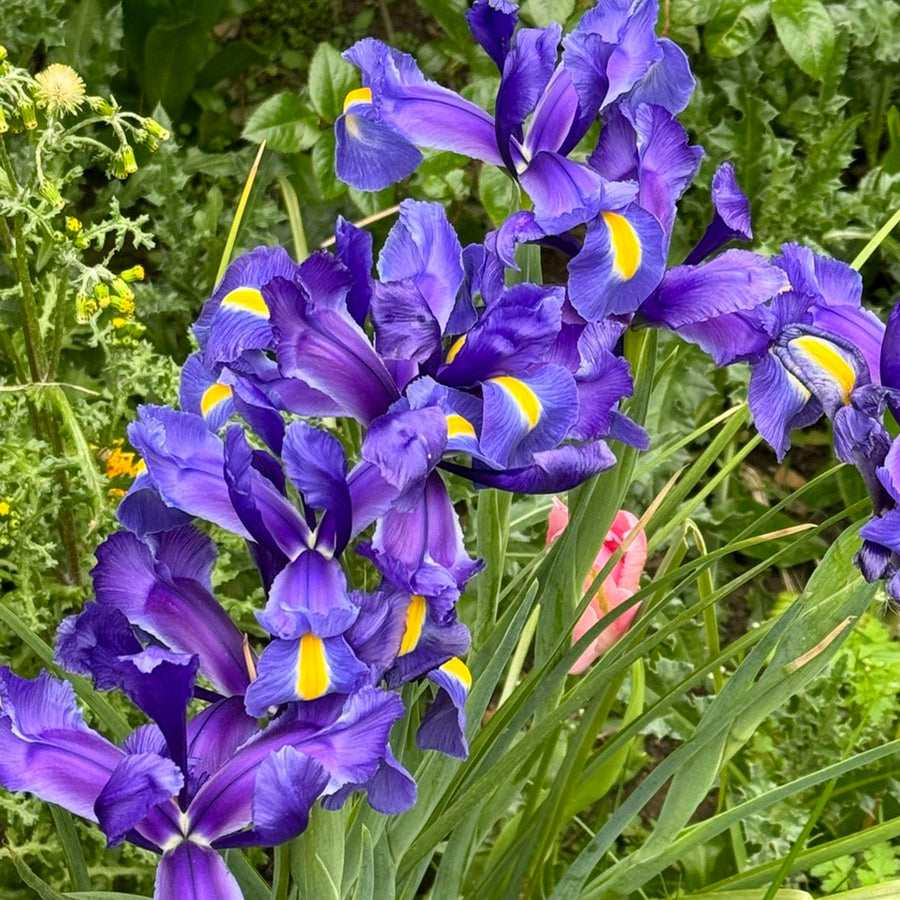 Iris Blue Magic Bulbs Iris Blue Magic Bulbs image4 4