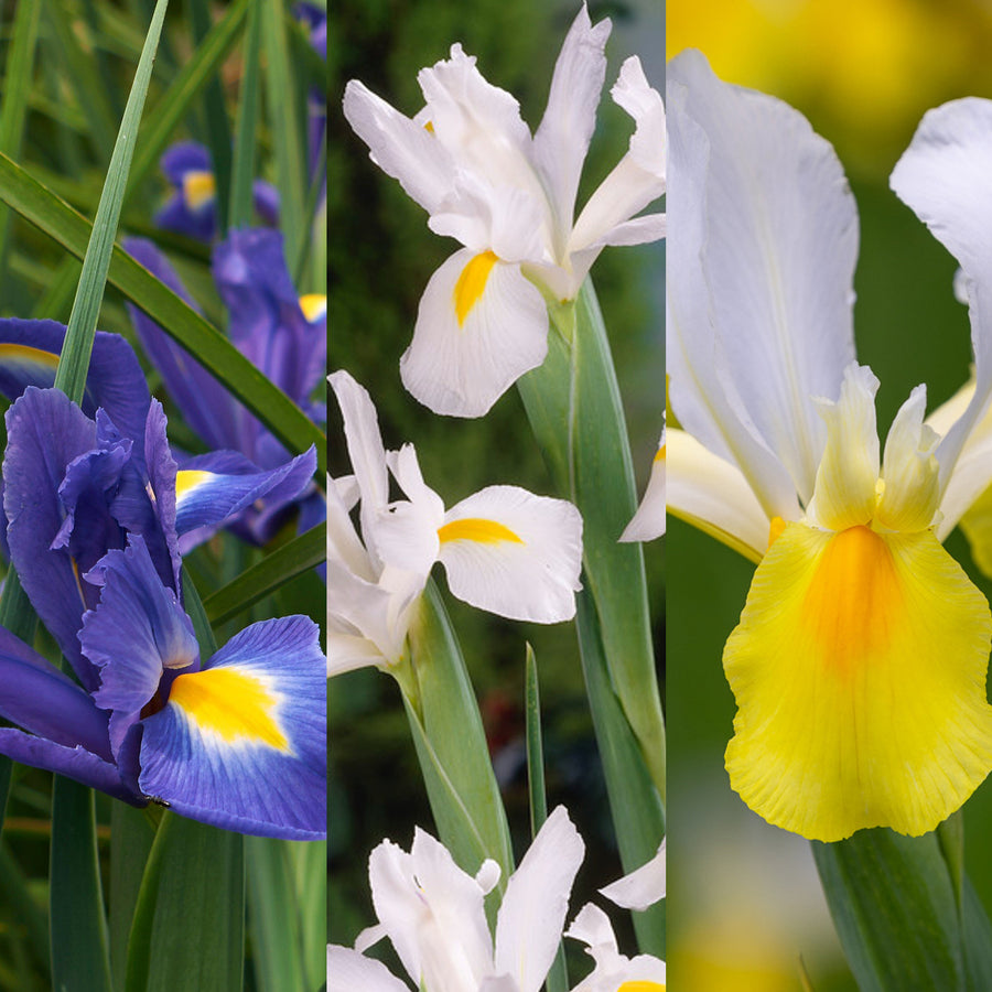 Iris Bulb Mix Iris Bulb Mix image1 1