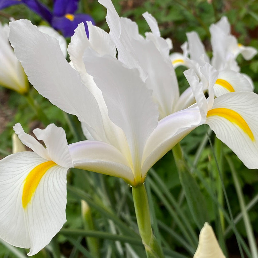 Iris Bulb Mix Iris Bulb Mix image3 3