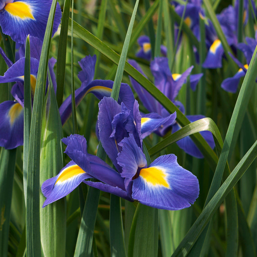 Iris Bulb Mix Iris Bulb Mix image4 4