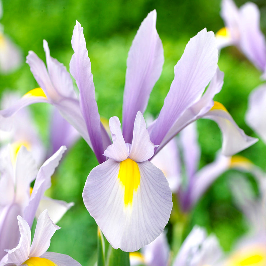 Iris King Mauve Spring Bulbs close up of lilac and mauve king mauve iris flower 4