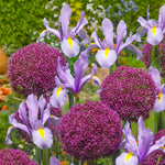 Iris King Mauve Spring Bulbs collection of lilac and mauve iris flowers with purple allium flowers 2