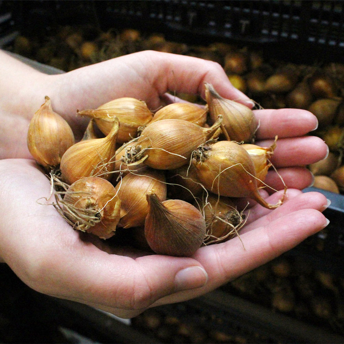 Iris King Mauve Spring Bulbs brown iris bulbs being held in hands 3