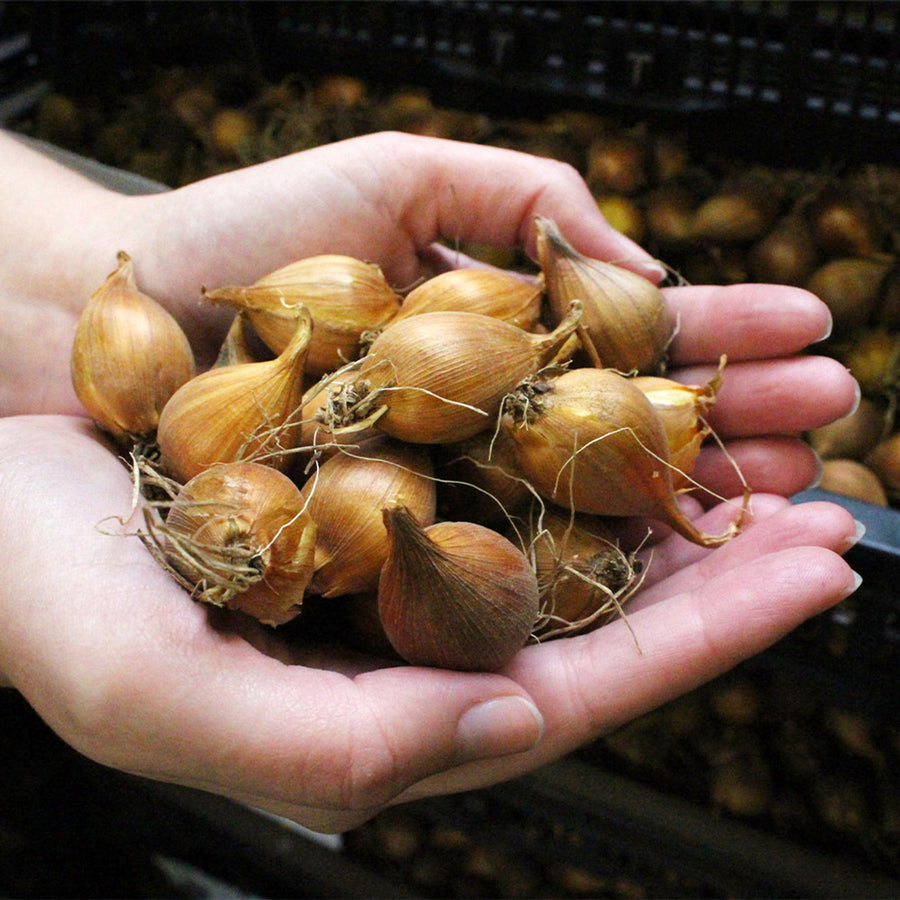 Iris King Mauve Spring Bulbs brown iris bulbs being held in hands 2