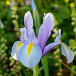 Iris King Mauve Spring Bulbs close up of lilac and mauve king mauve iris flower 4
