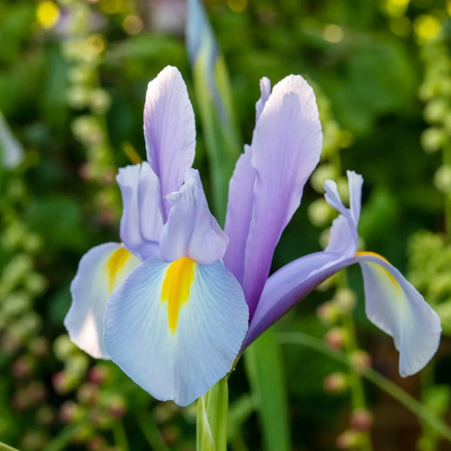 Iris King Mauve Spring Bulbs close up of lilac and mauve king mauve iris flower 1