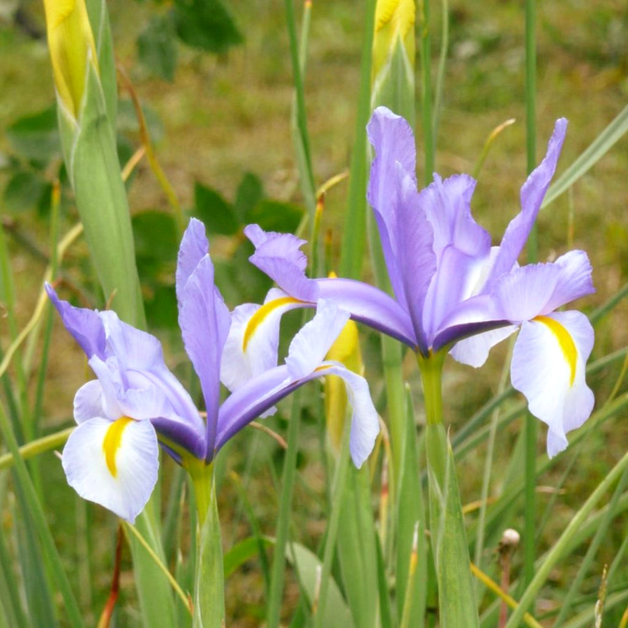 Iris King Mauve Spring Bulbs two lilac and mauve king mauve iris flowers 3